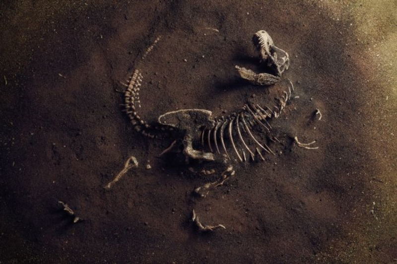 В Австралии нашли останки динозавра неизвестного вида